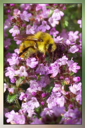 Thyme, Geraniol Therapeutic-Grade Essential Oil
